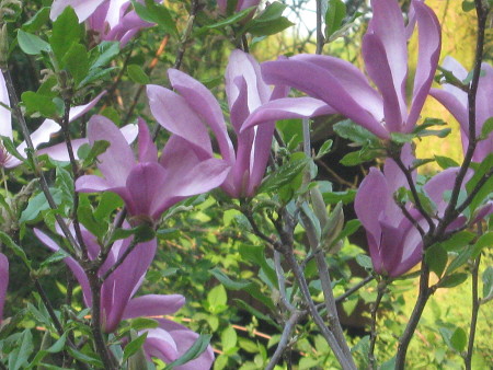 Tulpenbaum im Heidehof-Garten (Teilansicht)